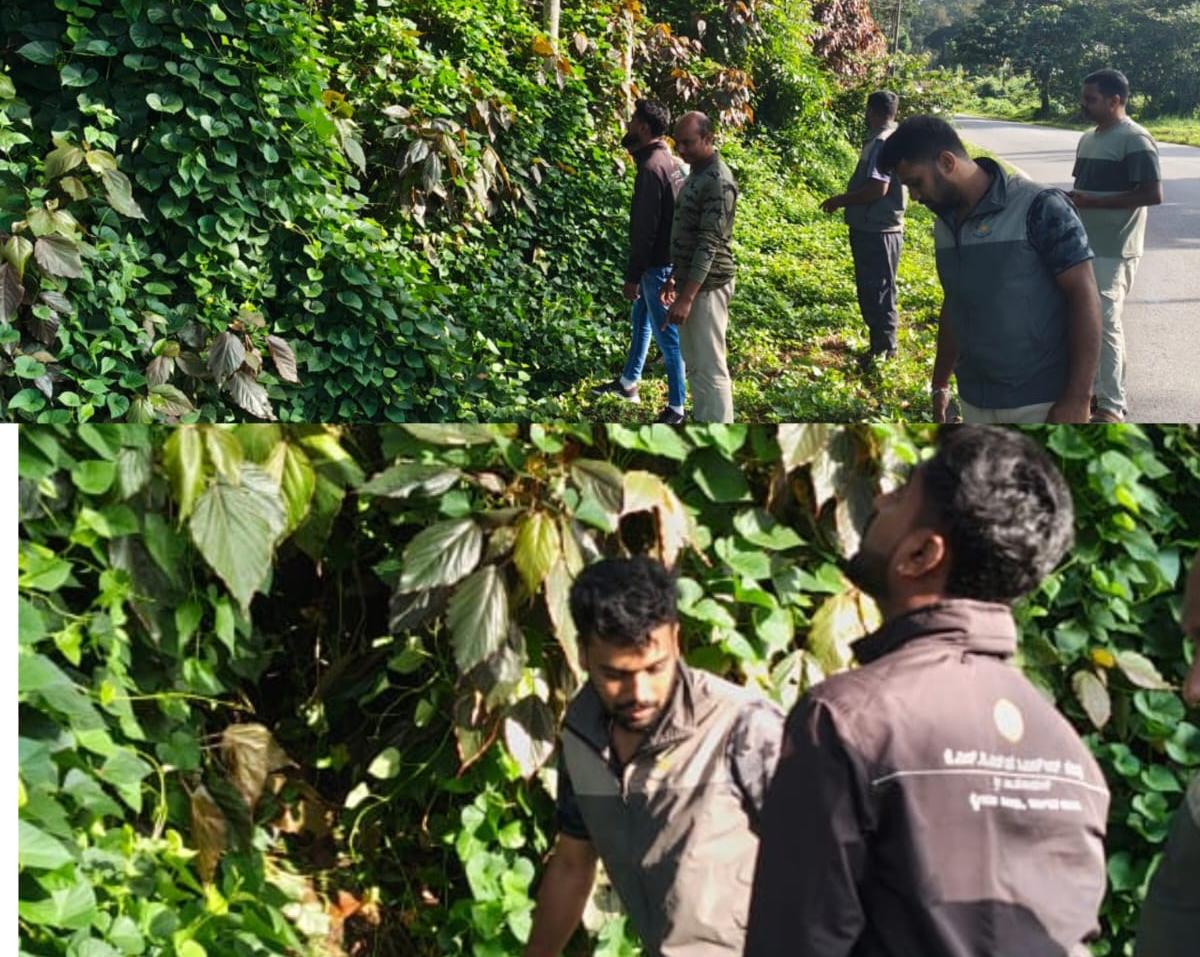 ರಾಜ್ಯ ಹೆದ್ದಾರಿಯಲ್ಲಿ ಬೆಳ್ಳಂಬೆಳಗ್ಗೆ ಹುಲಿ ಪ್ರತ್ಯಕ್ಷ; ಅರಣ್ಯ ಇಲಾಖೆಯಿಂದ ಕಾರ್ಯಾಚರಣೆ