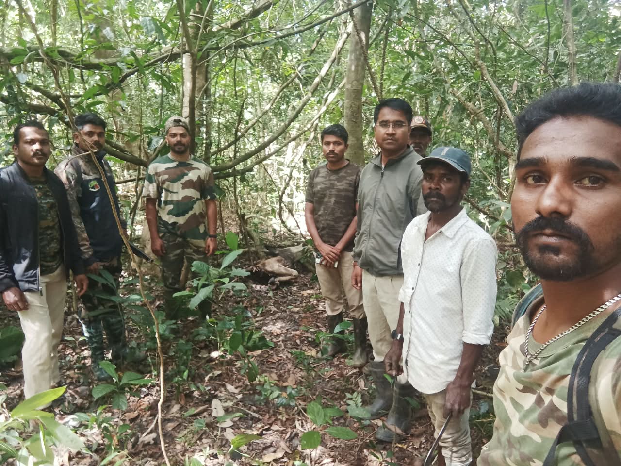 ಪೊರಾಡ್ ಗ್ರಾಮದಲ್ಲಿ  ಹುಲಿ ದಾಳಿಗೆ ಹಸು ಬಲಿ 