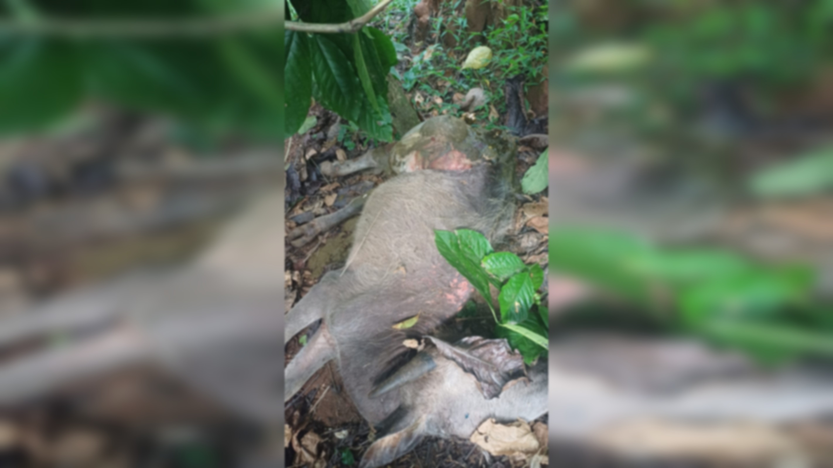 ಹಾಲುಗುಂದ: ತೋಟದಲ್ಲಿ ಕರುವಿನ ಮೇಲೆ ಹುಲಿ ದಾಳಿ