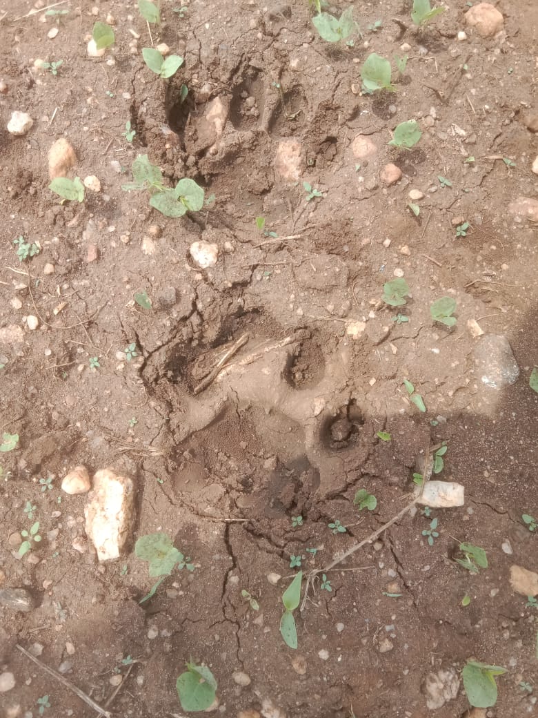 ತೊರೆನೂರು ಭಾಗದಲ್ಲಿ ಹುಲಿ ಶಂಕೆ: ರೈತರು ಭೀತಿ: ಅರಣ್ಯ ಇಲಾಖೆ ವತಿಯಿಂದ ಕಾರ್ಯಾಚರಣೆ