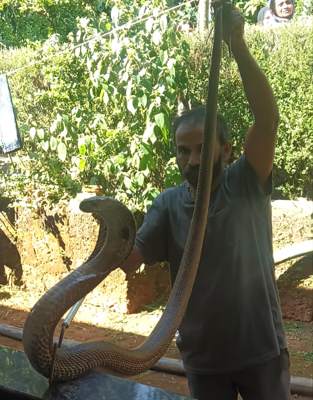 ಬೃಹತ್ ಗೋಧಿನಾಗರ ಹಾವು ಸೆರೆ ; ರಕ್ಷಿತಾರಣ್ಯಕ್ಕೆ ಬಿಡುಗಡೆ
