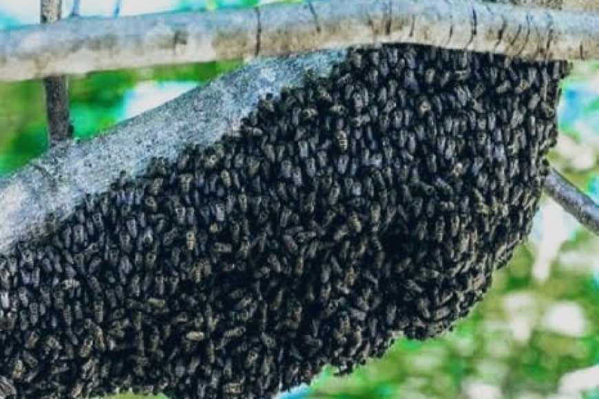 ಕುಶಾಲನಗರ:ಮೂವರ ಮೇಲೆ ಹೆಜ್ಜೇನು ದಾಳಿ