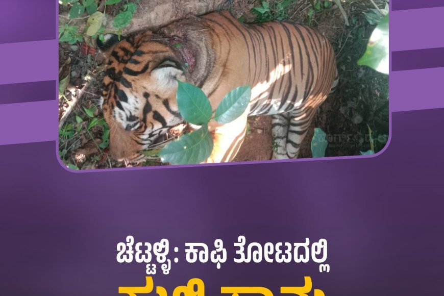 ಚೆಟ್ಟಳ್ಳಿ: ಕಾಫಿ ತೋಟದಲ್ಲಿ ಹುಲಿ ಸಾವು