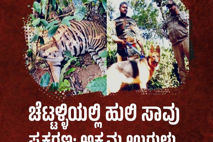 ಚೆಟ್ಟಳ್ಳಿಯಲ್ಲಿ ಹುಲಿ ಸಾವು ಪ್ರಕರಣ: ಅಕ್ರಮ ಉರುಳು, ದುಷ್ಕರ್ಮಿಗಳಿಗಾಗಿ ಶೋಧ