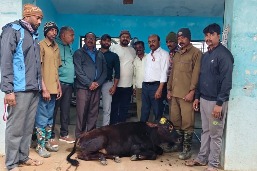 ಕುಶಾಲನಗರ: ಅಪರಿಚಿತ ವಾಹನ ಡಿಕ್ಕಿಯಾಗಿ ಜೀವನ್ಮರಣ ಸ್ಥಿತಿಯಲ್ಲಿದ್ದ ಕರುವಿನ ಜೀವ ಉಳಿಸಿ ಮಾನವೀಯತೆ ಮೆರೆದ ನಾಗರಿಕರು