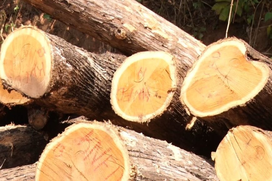 ವಶಪಡಿಸಿಕೊಂಡಿರುವ ಮರದ ದಿಮ್ಮಿಗಳು