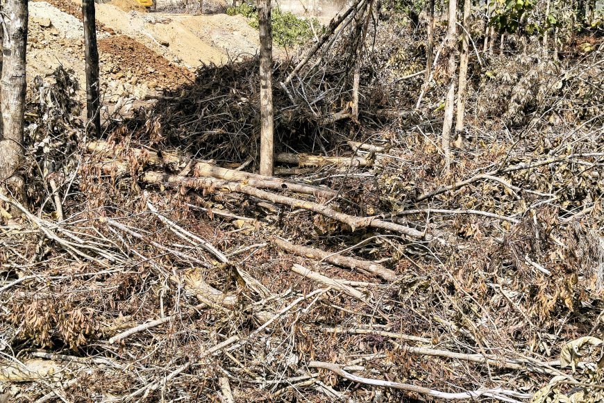 ಗುಡ್ಡೆಹೊಸೂರು:ಅಕ್ರಮವಾಗಿ ಮರಗಳ ಹನನ,ಪ್ರಕರಣ ದಾಖಲು