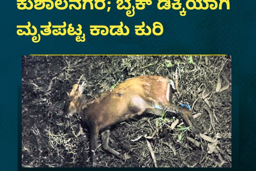 ಕುಶಾಲನಗರ; ಬೈಕ್ ಡಿಕ್ಕಿಯಾಗಿ ಮೃತಪಟ್ಟ ಕಾಡು ಕುರಿ
