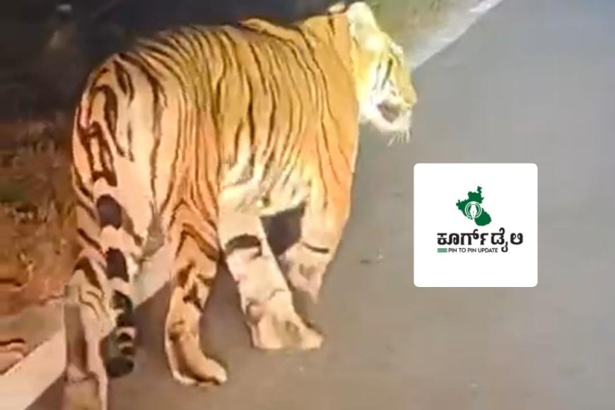 ಹುಲಿ ಸೆರೆಗೆ ಶಾಸಕ ಪೊನ್ನಣ್ಣ ಸೂಚನೆ