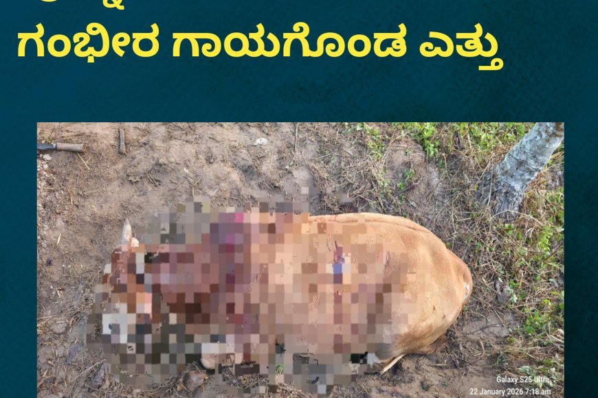 ಪೊನ್ನಂಪೇಟೆ: ಹುಲಿ ದಾಳಿಯಿಂದ ಗಂಭೀರ ಗಾಯಗೊಂಡ ಎತ್ತು