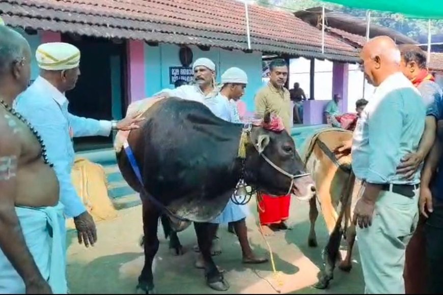 ಬೈತೂರಪ್ಪ ವಾರ್ಷಿಕ ಉತ್ಸವ; ನಾಡಿನ ಎತ್ತ್ ಪೂರಾಟ್ ಹಾಗೂ ಅಕ್ಕಿ ಅಳೆಯುವ ಶಾಸ್ತ್ರ