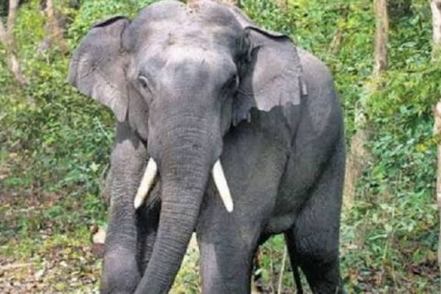 ಸಿದ್ದಾಪುರ: ಕಾಡಾನೆ ದಾಳಿಗೆ ಕಾಫಿ ತೋಟದ ಕಾವಲುಗಾರ ಬಲಿ