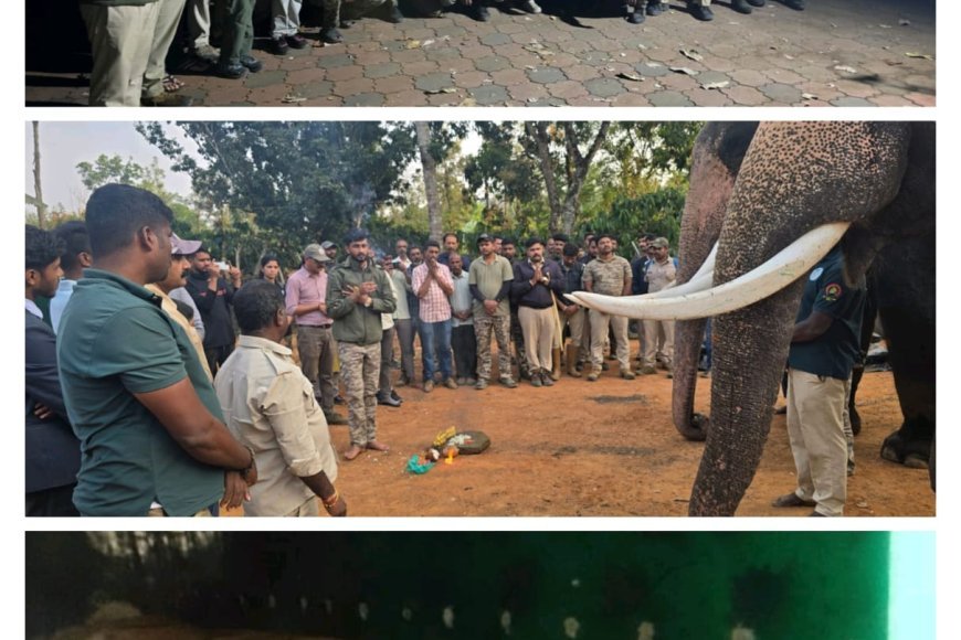 ಬೆಸಗೂರಿನಲ್ಲಿ ಹುಲಿ ಸೆರೆ; ಅರಣ್ಯ ಇಲಾಖೆಯಿಂದ ಯಶಸ್ವಿ ಕಾರ್ಯಾಚರಣೆ