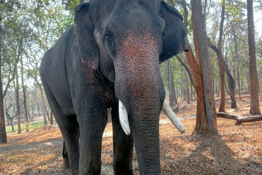 ಝೂ ಅಭಿ ನಿಧನ