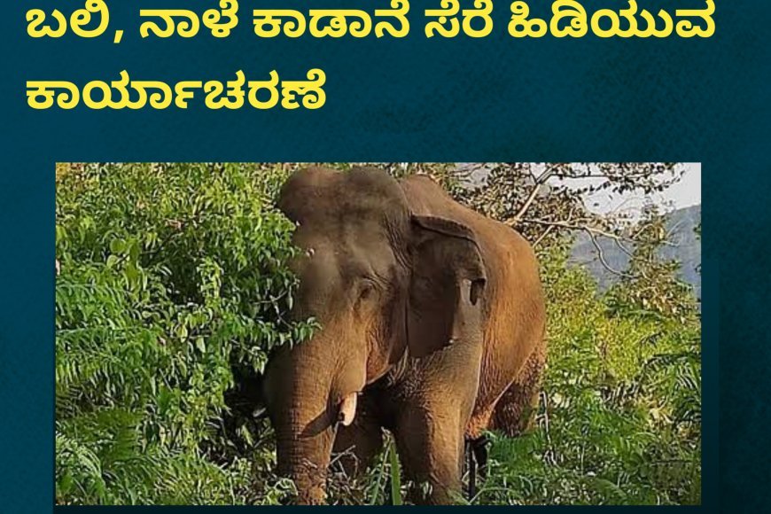 ಕಾಡಾನೆ(ಸಾಂದರ್ಭಿಕ ಚಿತ್ರ)