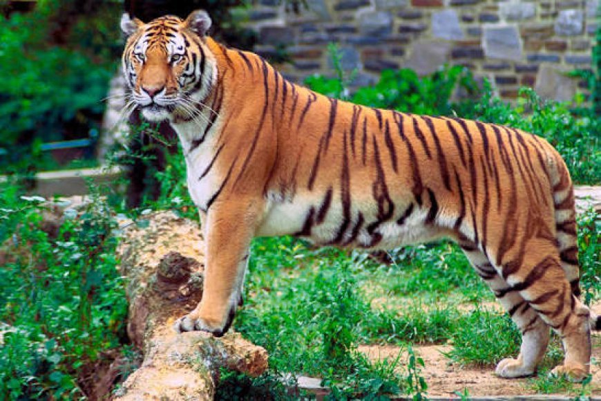 Tiger (ಸಾಂದರ್ಭಿಕ ಚಿತ್ರ)