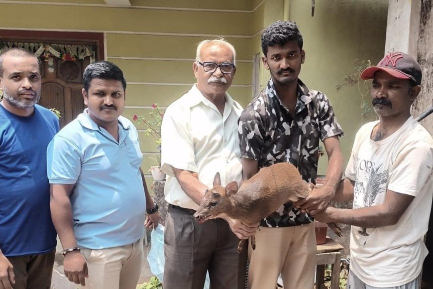 ಮಡಿಕೇರಿ;ಕಾಡು ಕುರಿಯನ್ನು ಅರಣ್ಯ ಇಲಾಖೆಗೆ ಒಪ್ಪಿಸಿದ ಸಾಂಸ್ಕೃತಿಕ ಕಲಾ ವೇದಿಕೆ ಸದಸ್ಯರು