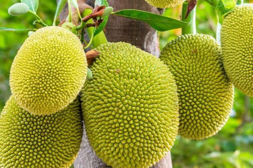 ಹಲಸಿನ ಹಣ್ಣು