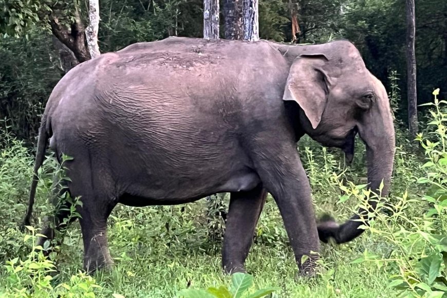 ಶ್ರೀಮಂಗಲ: ಕಾಯಿಮನಿ ಬಳಿ ಕಾಡಾನೆ ದಾಳಿಗೆ ಕಾಫಿ ಬೆಳೆಗಾರ ಬಲಿ