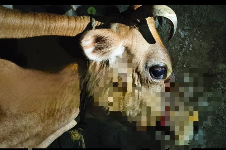 ಸಿದ್ದಾಪುರ:ಹಸುಗಳ ಮೇಲೆ ಚಿರತೆ ದಾಳಿ