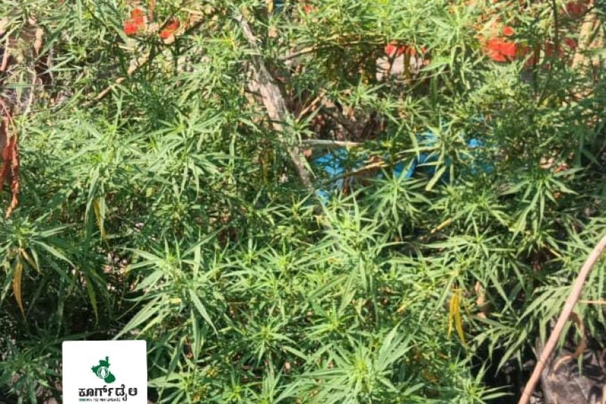 ಮನೆಯ ಹಿತ್ತಲಲ್ಲಿ ಗಾಂಜಾ ಗಿಡ ಬೆಳೆದ,ವ್ಯಕ್ತಿ ಬಂಧನ