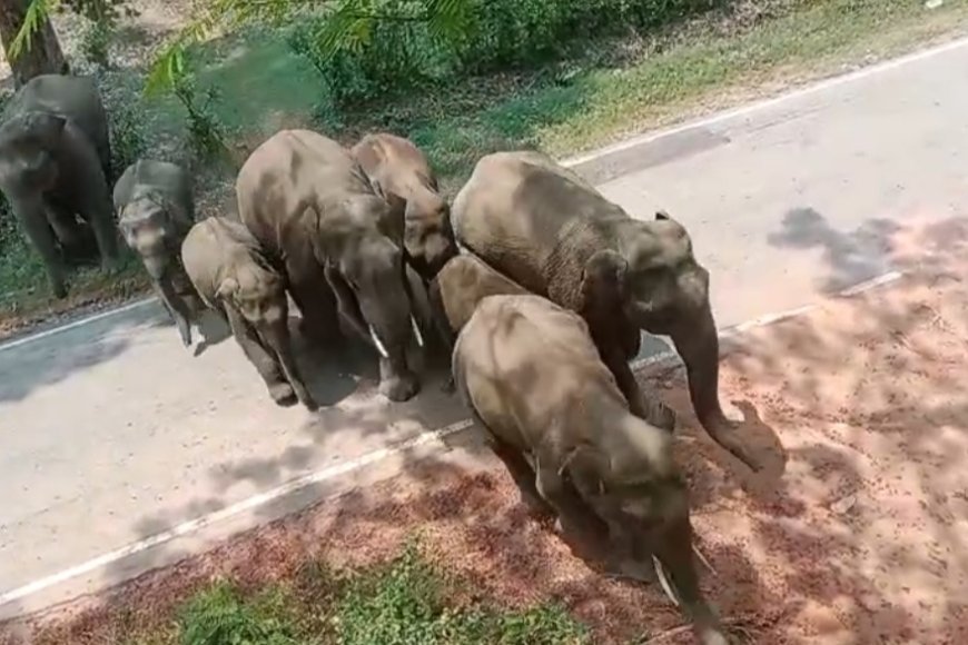 ಕಾಡಾನೆಗಳ ಹಿಂಡನ್ನು ಕಾಡಿಗಟ್ಟಿದ ಅರಣ್ಯ ಇಲಾಖೆ