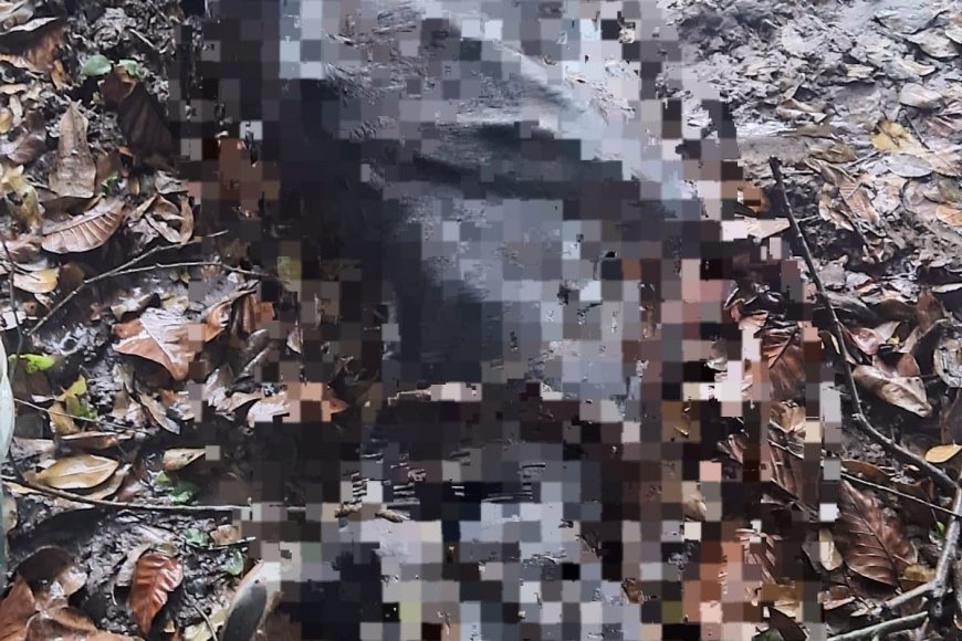 ಬಿ.ಶೆಟ್ಟಿಗೇರಿಯಲ್ಲಿ ಹುಲಿ ದಾಳಿಗೆ ಹಸು ಬಲಿ