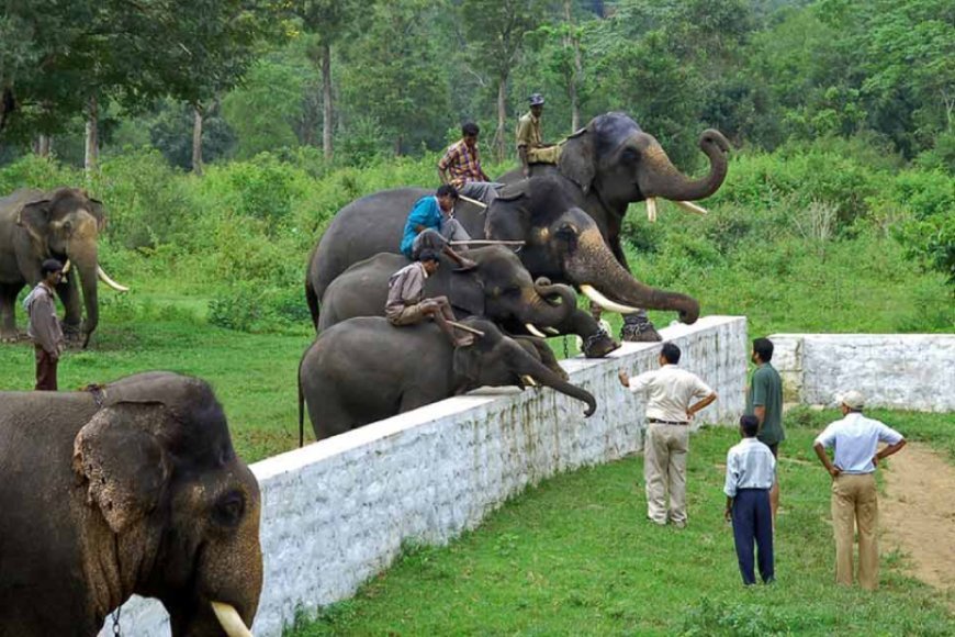ಎರಡು ದಿನ ದುಬಾರೆ ಸಾಕಾನೆ ಶಿಬಿರ ಬಂದ್