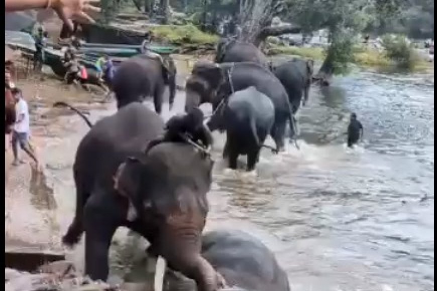 ದುಬಾರೆ ಸಾಕಾನೆ ಶಿಬಿರ