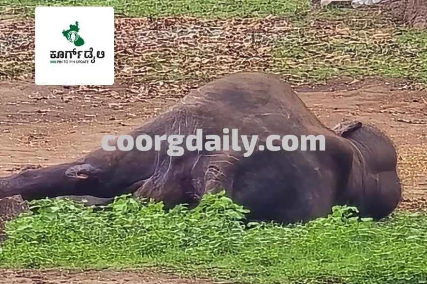 ದುಬಾರೆ;ಆನೆಗಳ ಕಾದಾಟದಲ್ಲಿ ಗಾಯಗೊಂಡಿದ್ದ ಆನೆ ಸಾವು