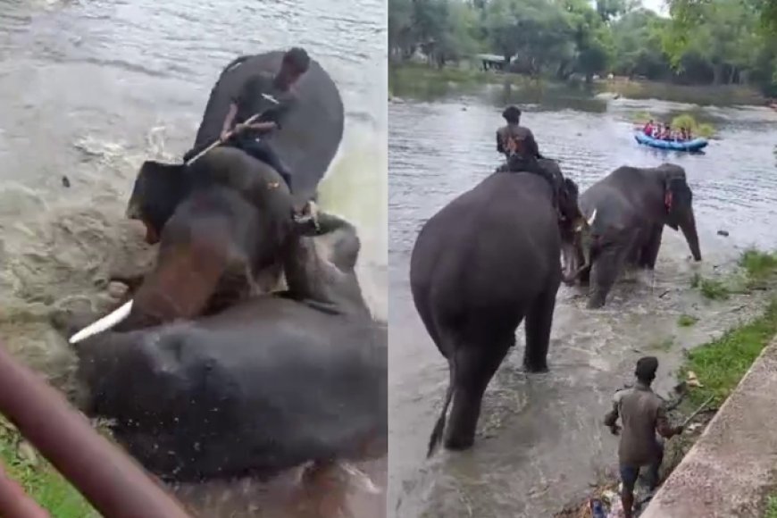 ದುಬಾರೆ ದುರಂತ: ಇಬ್ಬರು ಅರಣ್ಯ ಅಧಿಕಾರಿಗಳ ವಿರುದ್ಧ ಉಪ ಲೋಕಾಯುಕ್ತ ಕೇಸ್