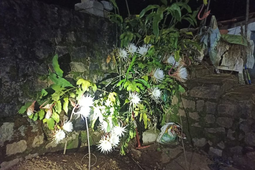 ಸಮಾಜ ಸೇವಕ ಮೂಕೊಂಡ ವಿಜು ಸುಬ್ರಮಣಿ ಅವರ ಮನೆಯಲ್ಲಿ ಅರಳಿದ ಬ್ರಹ್ಮ ಕಮಲ