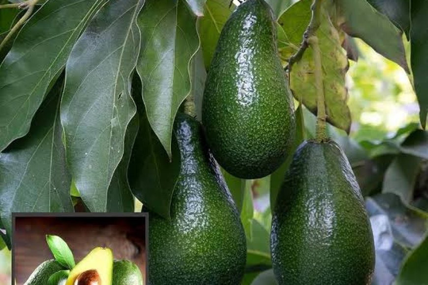 ಪಾಲಿಬೆಟ್ಟ;ಬಟರ್ ಫ್ರೂಟ್ ಕಳ್ಳತನಕ್ಕೆ ಯತ್ನ