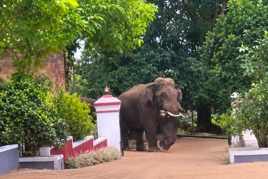 ಮನೆ ಅಂಗಳದಲ್ಲಿ ಒಂಟಿ ಸಲಗ,ಗ್ರಾಮಸ್ಥರಲ್ಲಿ ಆತಂಕ