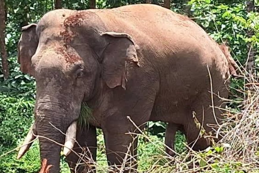 ಚೆನ್ನಯ್ಯನಕೋಟೆ: ಕಾಡಾನೆ ದಾಳಿಗೆ ಯತ್ನ,ಭಯದಿಂದ ಓಡುವ ವೇಳೆ ವ್ಯಕ್ತಿ ಬಿದ್ದು ಗಾಯ