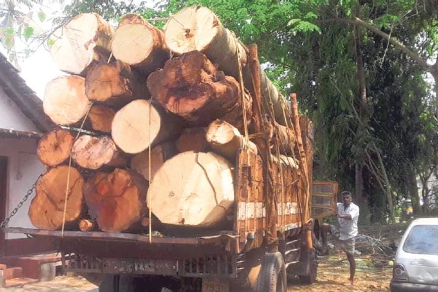 ಕೊಡಗು ಜಿಲ್ಲೆಯಲ್ಲಿ ಮರ ದಿಮ್ಮಿಗಳ ಸಾಗಾಟ ನಿಷೇಧ