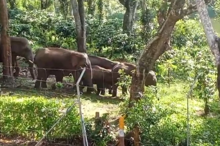 ಮಾಲ್ದಾರೆ ವ್ಯಾಪ್ತಿಯಲ್ಲಿ ಕಾಡಾನೆ ಕಾರ್ಯಾಚರಣೆ