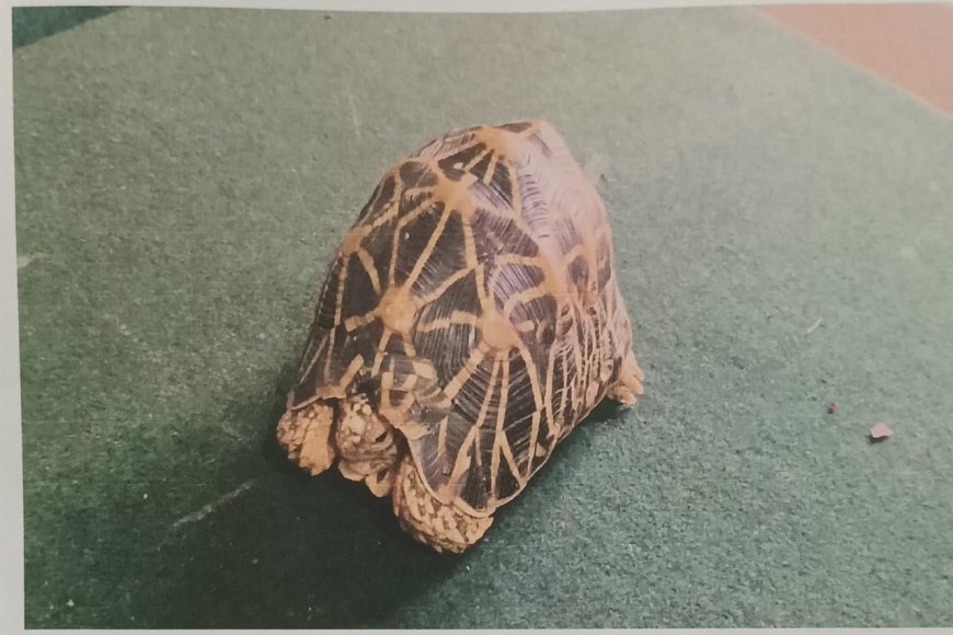 ಮಡಿಕೇರಿ: ನಕ್ಷತ್ರ ಆಮೆ ಕಳ್ಳಸಾಗಣೆ,ಇಬ್ಬರ ಬಂಧನ
