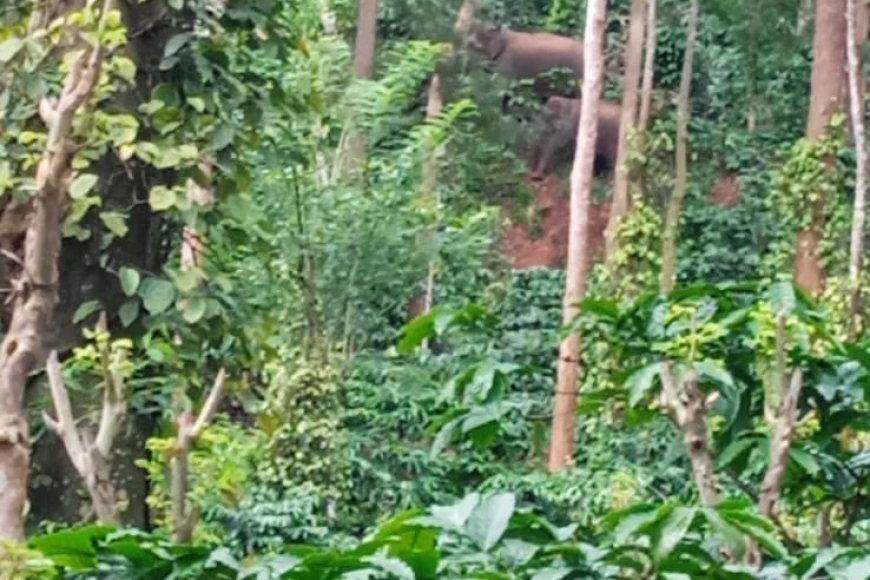ಪಳ್ಳಕೆರೆಯಲ್ಲಿ ಕಾಡಾನೆ ಹಾವಳಿ: ಕ್ರಮ ಕೈಗೊಳ್ಳದ ಅರಣ್ಯ ಇಲಾಖೆ ವಿರುದ್ಧ ಕಾರ್ಮಿಕರ ಆಕ್ರೋಶ