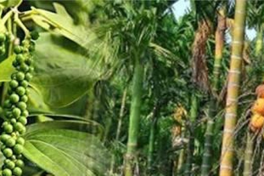 ಹವಾಮಾನ ಆಧಾರಿತ ಬೆಳೆ ವಿಮಾ ಯೋಜನೆ ನೋಂದಣಿಗೆ ಮನವಿ