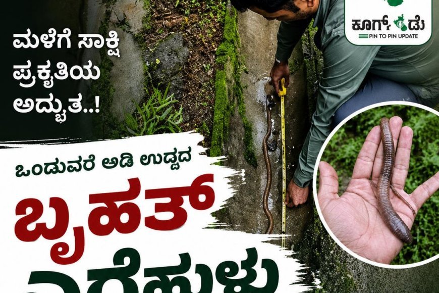ಸೋಮವಾರಪೇಟೆ: ಒಂದುವರೆ ಅಡಿ ಉದ್ದದ ಬೃಹತ್ ಎರೆಹುಳು