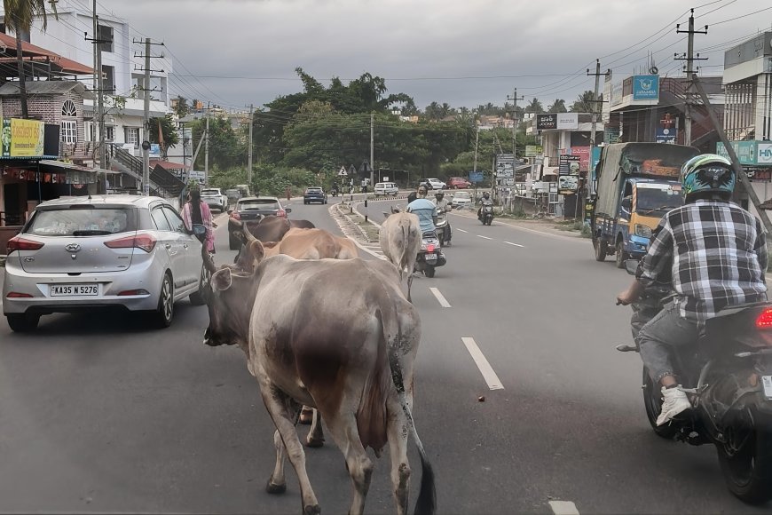 ಕುಶಾಲನಗರ:ಹೆದ್ದಾರಿಯಲ್ಲಿ ದನಗಳ ಸಂಚಾರ