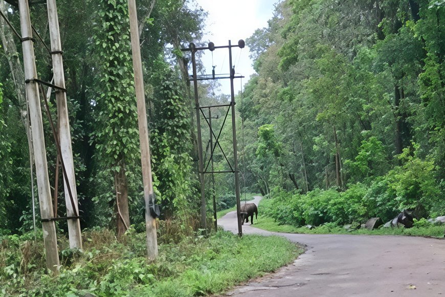 ಕಾಡಾನೆಗಳನ್ನು ಕಾಡಿಗಟ್ಟುವ ಕಾರ್ಯಾಚರಣೆ ಮಳೆಯಿಂದ ಹಿನ್ನಡೆ