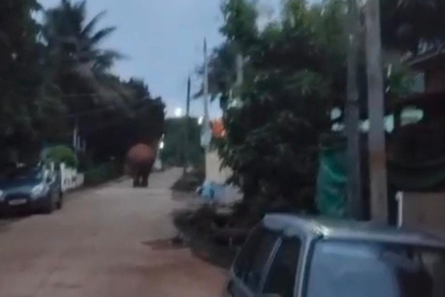 ಬೆಳ್ಳಂ ಬೆಳಿಗ್ಗೆ ಸ್ಕೂಲ್ ಬಾಣೆಯಲ್ಲಿ ಕಾಡಾನೆ ವಾಕಿಂಗ್: ಒಂಟಿ ಸಲಗದಿಂದ ಗ್ರಾಮಸ್ಥರಲ್ಲಿ ಆತಂಕ
