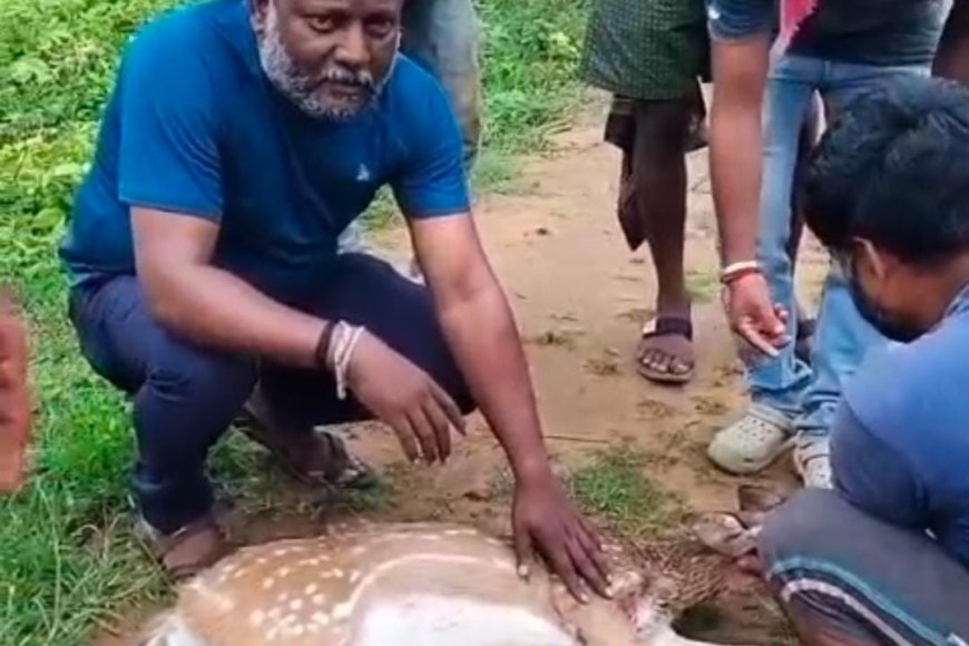 ಕುಶಾಲನಗರ:ಅಪಘಾತದಲ್ಲಿ ಗಾಯಗೊಂಡ ಜಿಂಕೆಯ ರಕ್ಷಣೆ
