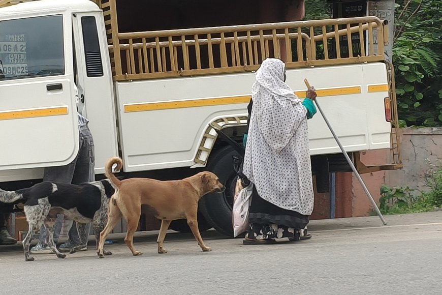 ಕುಶಾಲನಗರದಲ್ಲೊಬ್ಬರು ಬೀದಿ ನಾಯಿಗಳ ಪಾಲಿನ ಅನ್ನಪೂರ್ಣೆ !
