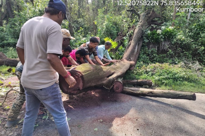 ಸೋಮವಾರಪೇಟೆ-ಮಡಿಕೇರಿ ರಸ್ತೆಯಲ್ಲಿ ಬೃಹತ್ ಬೀಟೆ ಮರ ಬಿದ್ದು ಸಂಚಾರಕ್ಕೆ ಅಡಚಣೆ