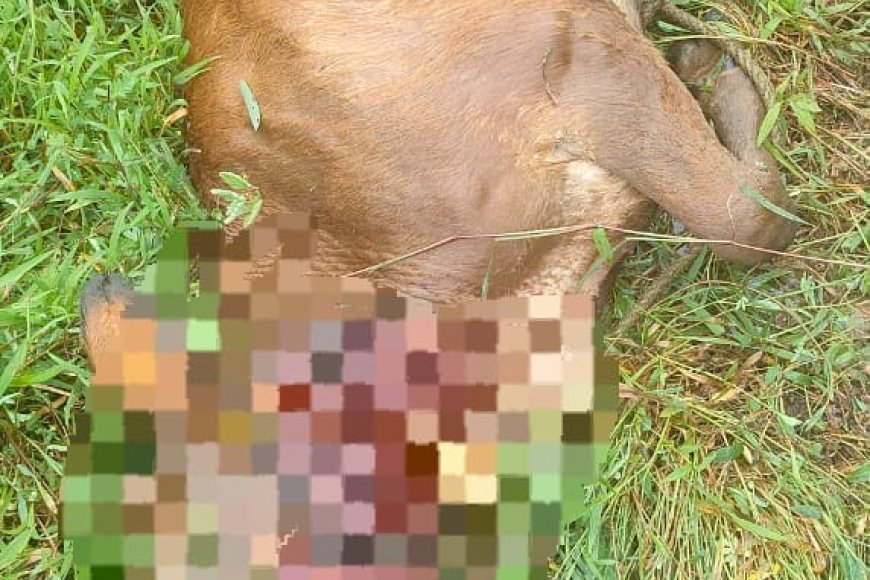 ಬೇಗೂರಿನಲ್ಲಿ ಹುಲಿ ದಾಳಿಗೆ  ಹಸು ಬಲಿ