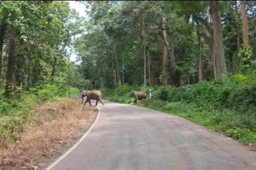 ಕಾಫಿ ತೋಟದಲ್ಲಿದ್ದ 5 ಕಾಡಾನೆಗಳನ್ನು ಕಾಡಿಗೆ ಹಿಮ್ಮೆಟ್ಟಿಸಿದ ಅರಣ್ಯ ಇಲಾಖೆ