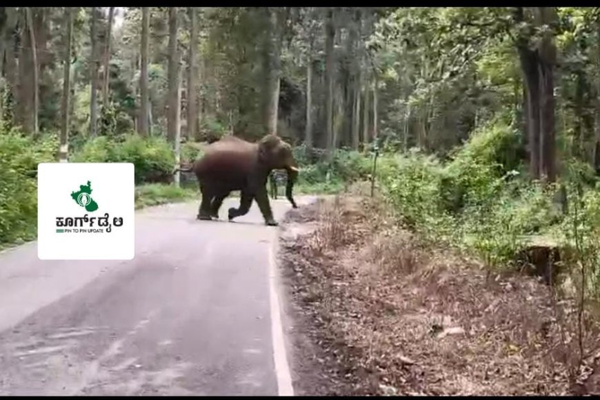 ಕಾಡಾನೆಗಳನ್ನು ಕಾಡಿಗಟ್ಟುವ ಕಾರ್ಯಾಚರಣೆ ಯಶಸ್ವಿ
